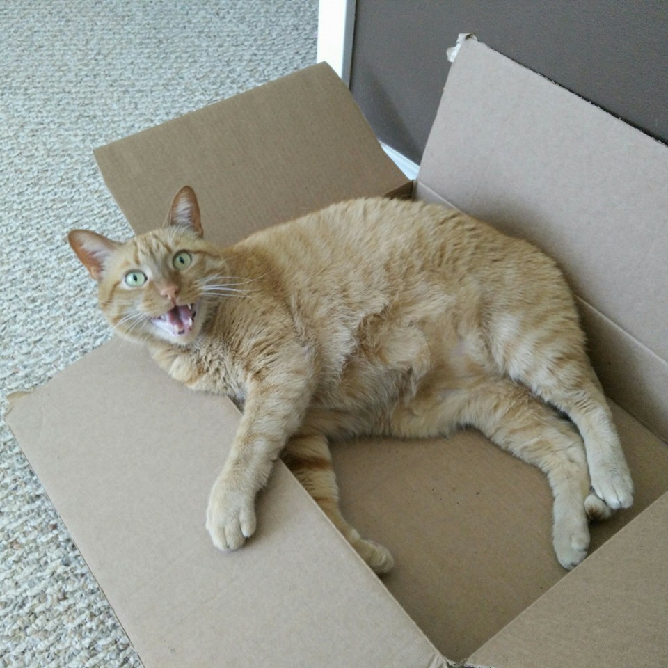 My cat in a box